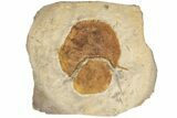 Two Fossil Leaves (Zizyphoides) - Montana #199651-1